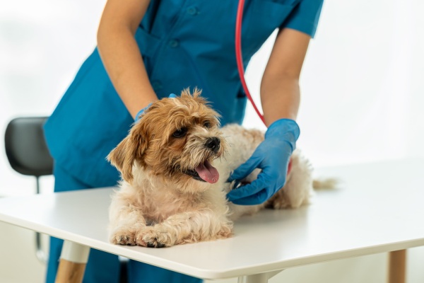indice-de-la-production-dans-les-activites-veterinaires-–-annee-2024