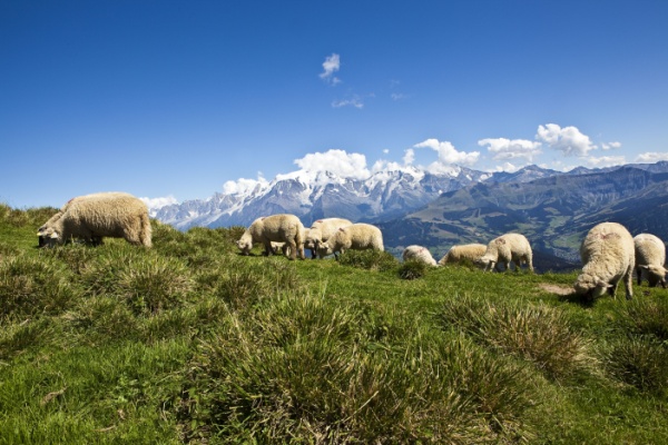 aides-contre-la-predation-:-un-calendrier-a-ne-pas-manquer