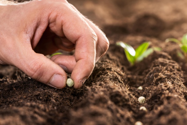 redevances-versees-pour-la-delivrance-des-certificats-d&rsquo;obtention-vegetale