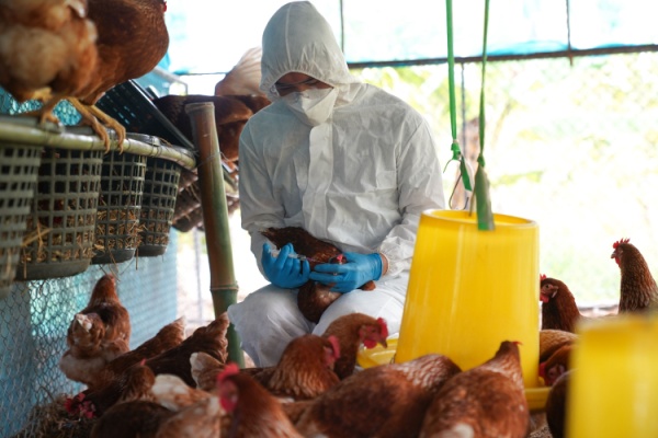 influenza-aviaire-:-une-situation-qui-s’ameliore