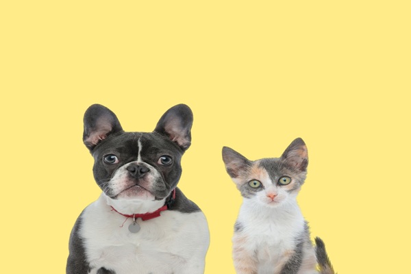 vente-d’animaux-de-compagnie-:-de-nouvelles-sanctions-a-connaitre