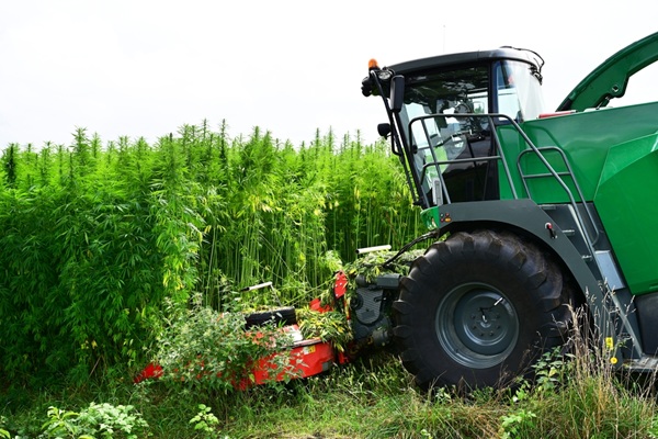 agriculture-:-eligibilite-des-cultures-de-chanvre-a-la-pac