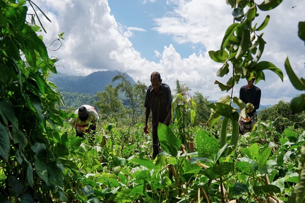 exploitants-agricoles-ultramarins-:-evolution-de-l’exoneration-des-cotisations-sociales