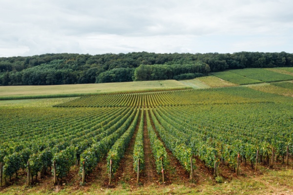 valeur-venale-des-vignes-en-2025